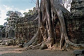 Ta Prohm temple - silk cotton trees rising over the ruins